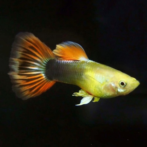 Poecilia reticulatus, Lebistes reticulatus - Guppy mann sunray